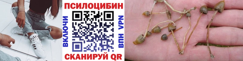 Псилоцибиновые грибы Magic Shrooms  Моздок 